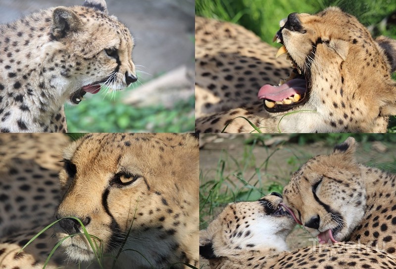 Гепарды: портреты необычных кошек