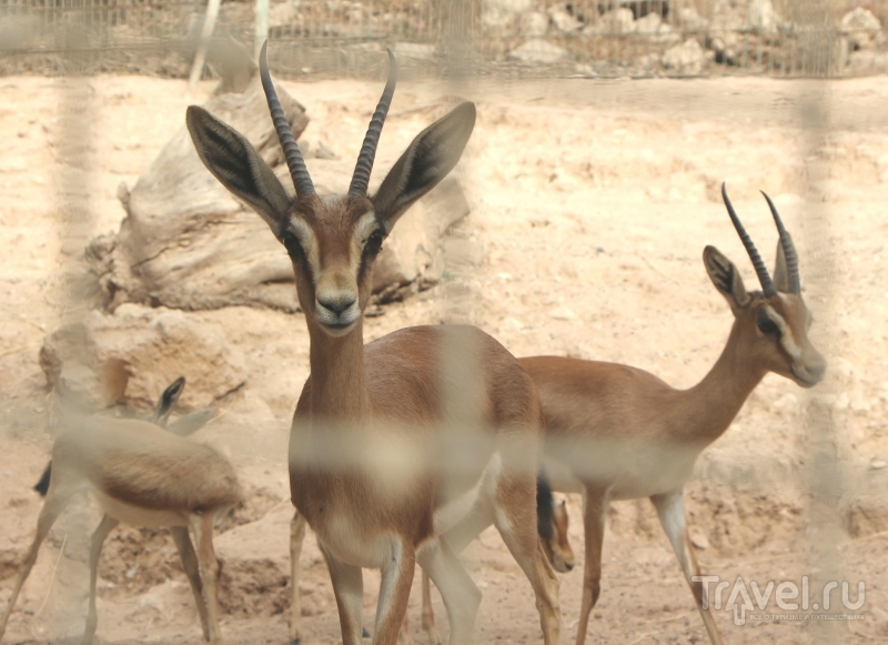 Марокко, Агадир: Зоопарк "Valle des oiseaux" (Долина птиц)