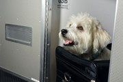 American Airlines перевозит собак и кошек первым классом