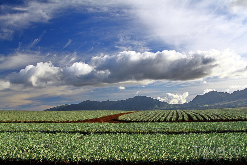 Ананасовая плантация Dole Pineapple Plantation на острове Оаху, Гавайи / США