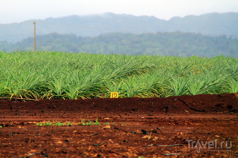 Ананасовая плантация Dole Pineapple Plantation на острове Оаху, Гавайи / США