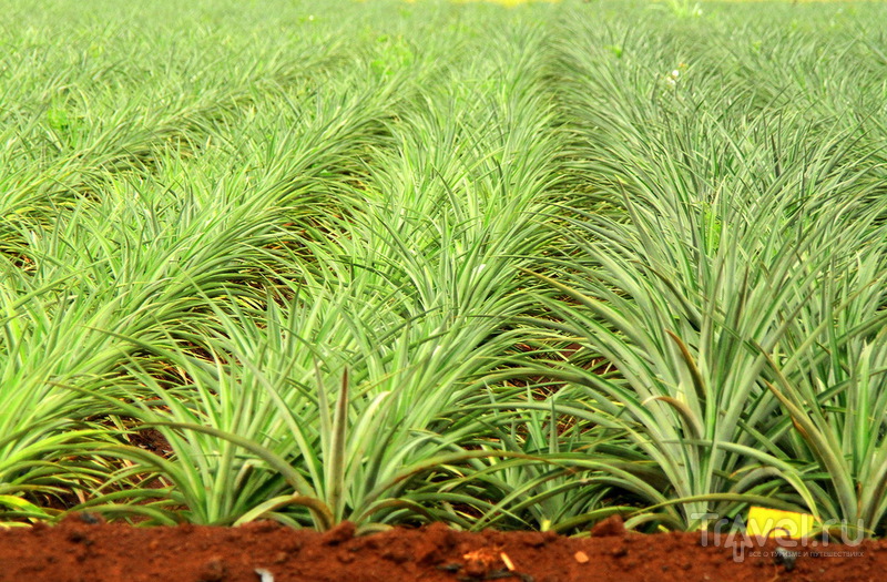 Ананасовая плантация Dole Pineapple Plantation на острове Оаху, Гавайи / США