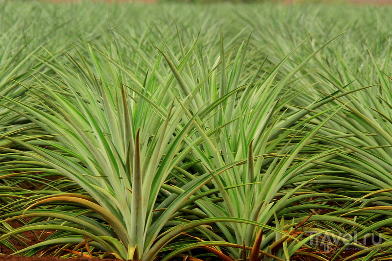 Ананасовая плантация Dole Pineapple Plantation на острове Оаху, Гавайи / США