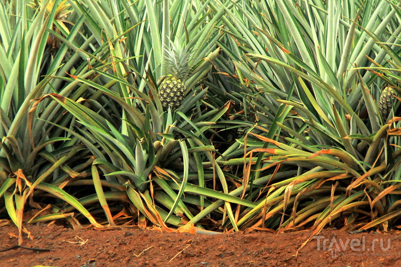 Ананасовая плантация Dole Pineapple Plantation на острове Оаху, Гавайи / США