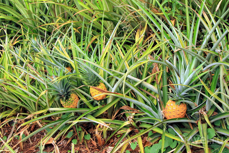 Ананасовая плантация Dole Pineapple Plantation на острове Оаху, Гавайи / США