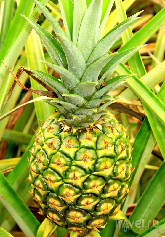 Ананасовая плантация Dole Pineapple Plantation на острове Оаху, Гавайи / США