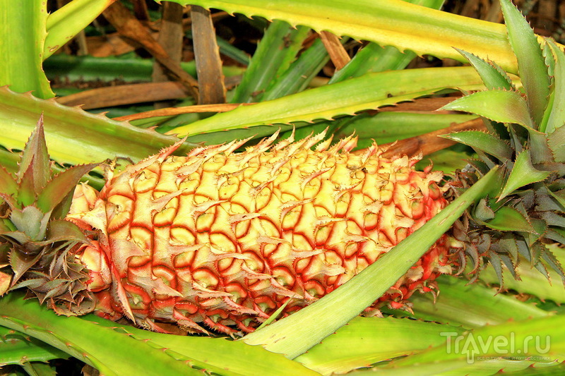 Ананасовая плантация Dole Pineapple Plantation на острове Оаху, Гавайи / США