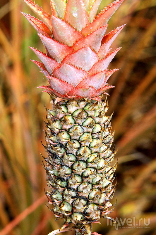 Ананасовая плантация Dole Pineapple Plantation на острове Оаху, Гавайи / США