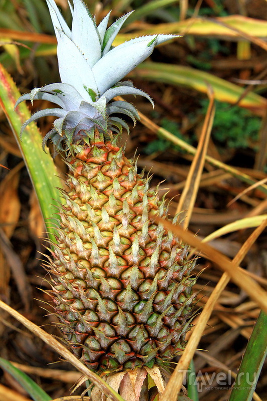 Ананасовая плантация Dole Pineapple Plantation на острове Оаху, Гавайи / США