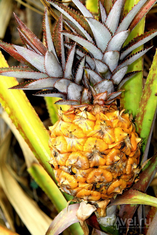 Ананасовая плантация Dole Pineapple Plantation на острове Оаху, Гавайи / США