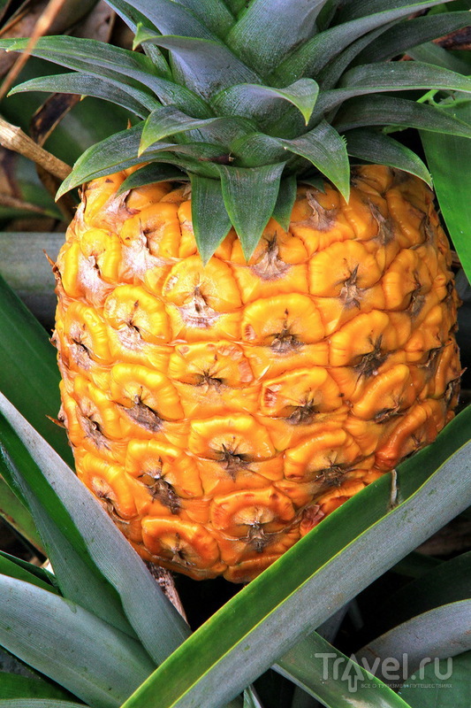 Ананасовая плантация Dole Pineapple Plantation на острове Оаху, Гавайи / США