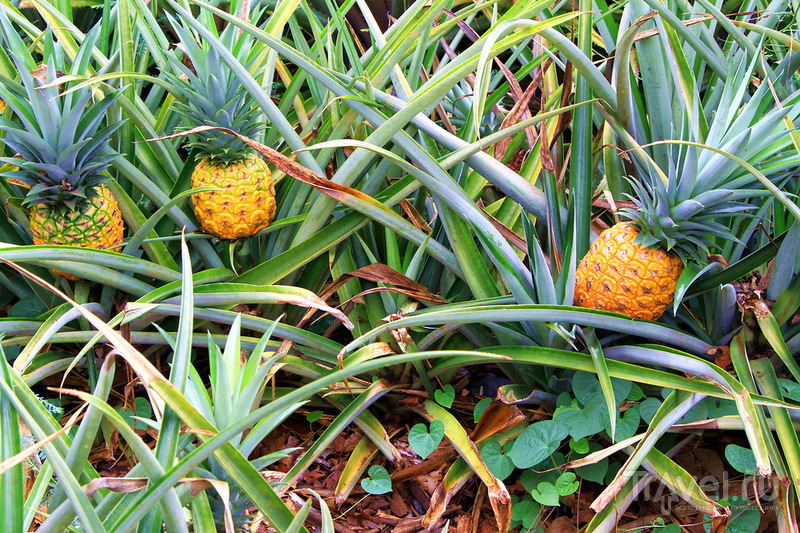 Ананасовая плантация Dole Pineapple Plantation на острове Оаху, Гавайи / США