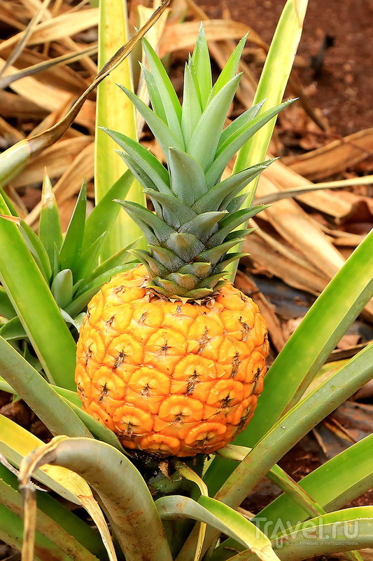 Ананасовая плантация Dole Pineapple Plantation на острове Оаху, Гавайи / США