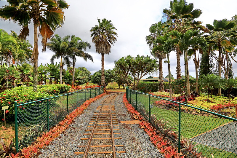 Ананасовая плантация Dole Pineapple Plantation на острове Оаху, Гавайи / США