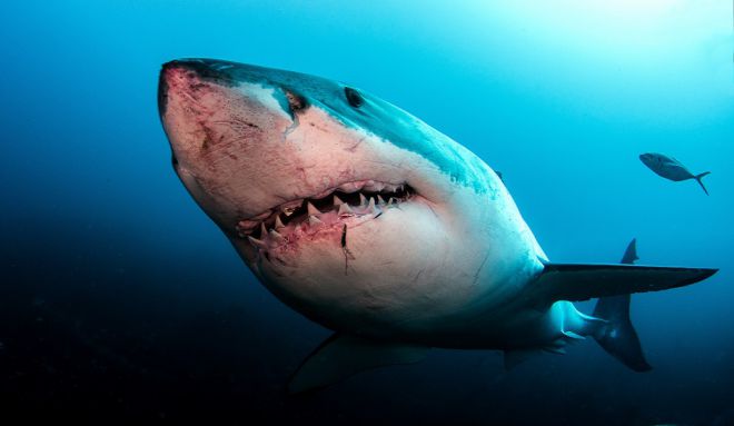 Ложь и правда о нападении акул - 15 фактов