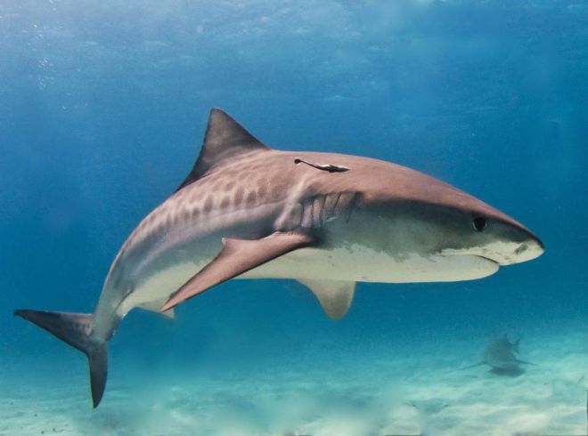 Ложь и правда о нападении акул - 15 фактов