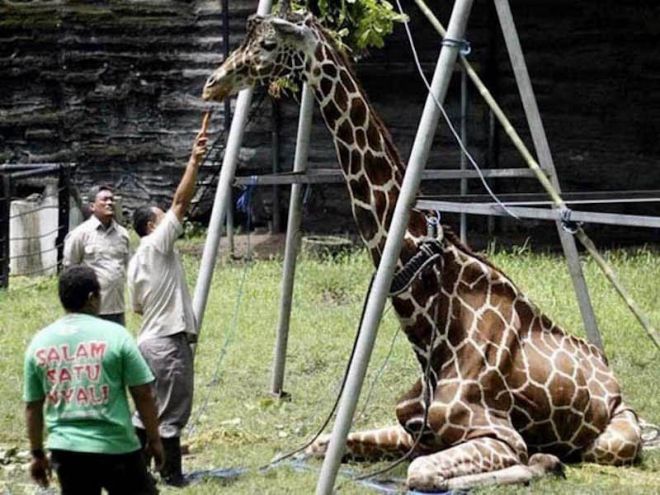 Как в зоопарках убивают животных - 10 шокирующих фактов