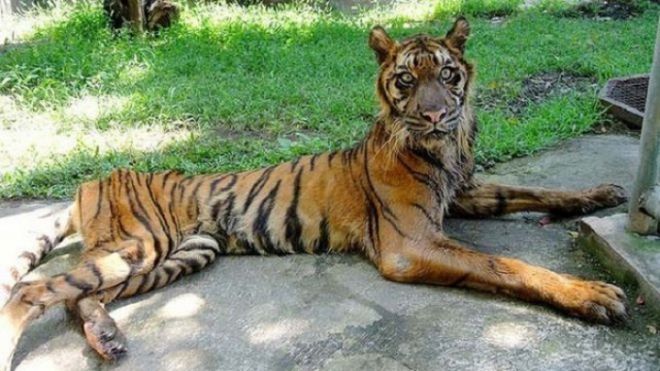 Как в зоопарках убивают животных - 10 шокирующих фактов