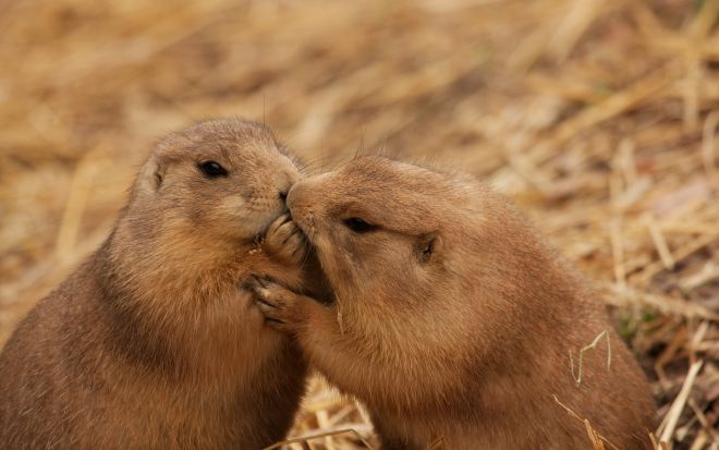 Это любовь! 12 животных, которые образуют брачные союзы на всю жизнь