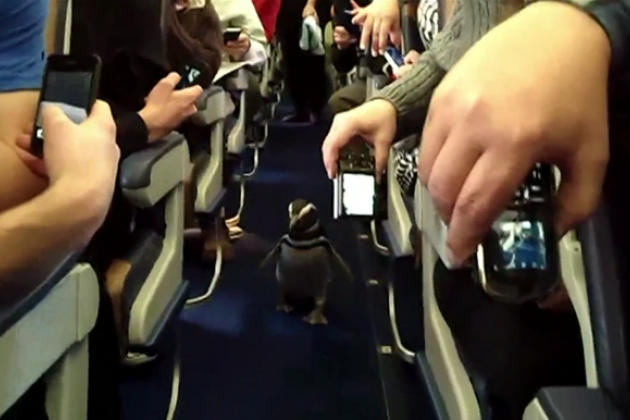 Пингвины на борту: самолёт "Southwest Airlines" выполнил необычный рейс