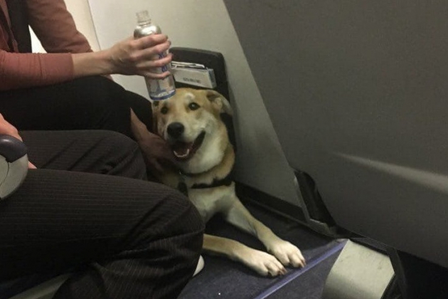 Собака укусила ребёнка на борту самолёта "Southwest Airlines"